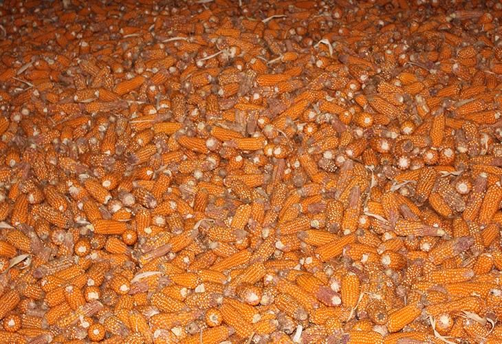 云南正大種業云南玉米種子生產基地 設計配套生產安裝玉米種子烘干機